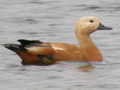 Ruddy Shelduck